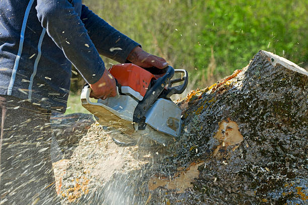 Ames, IA Tree Services Company